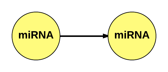 miRNA -> miRNA interaction