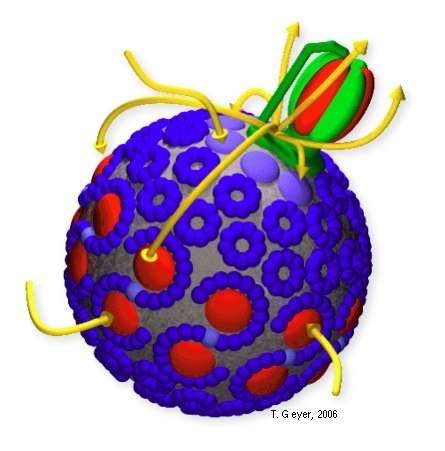 Chromatophore vesicle